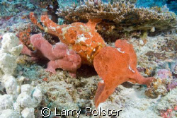 3 frogies together, D-70 by Larry Polster 